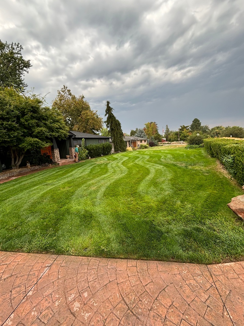 Stripes on a lawn after weekly mowing
