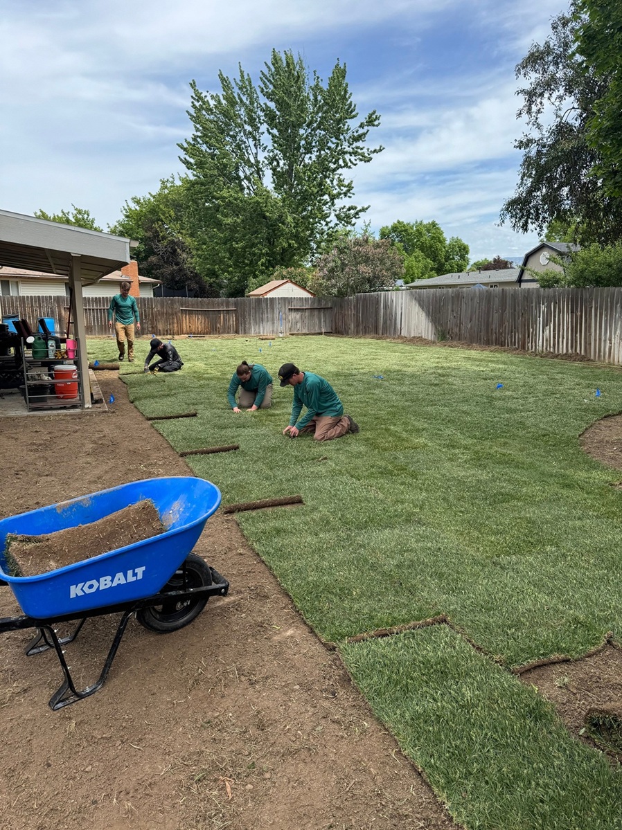 Alive & Green crew installing sod in the backyard of a Boise home